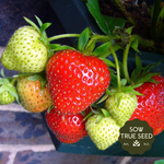 Sparkle Strawberry Plants - Sow True Seed