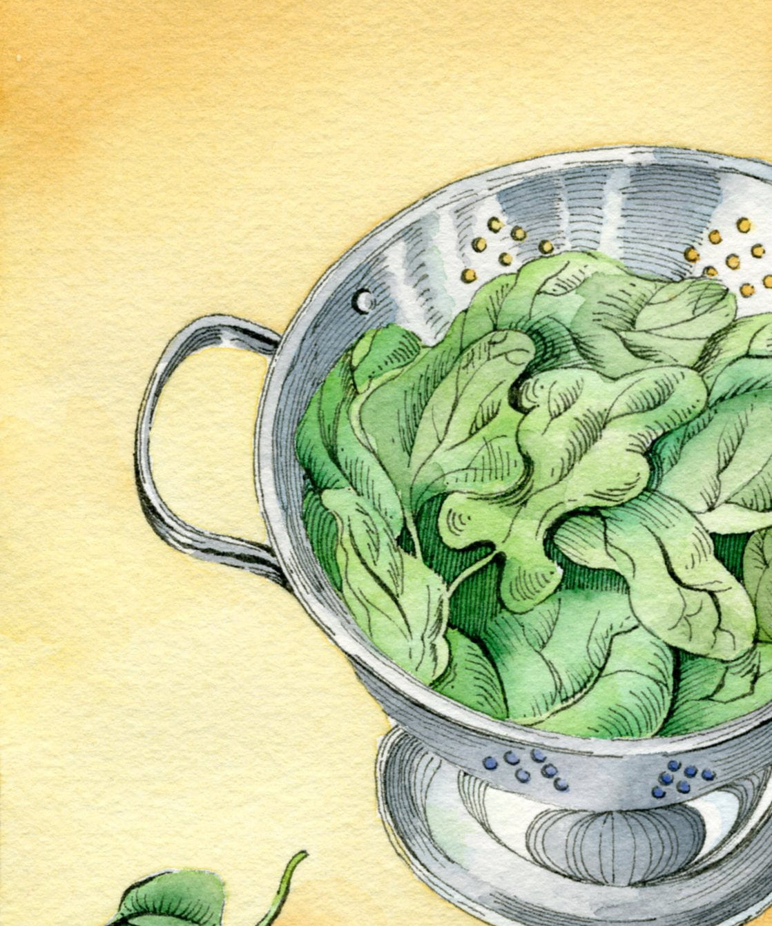 Spinach Seeds - Bloomsdale Long Standing - Sow True Seed
