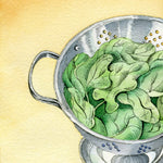 Spinach Seeds - Bloomsdale Long Standing - Sow True Seed