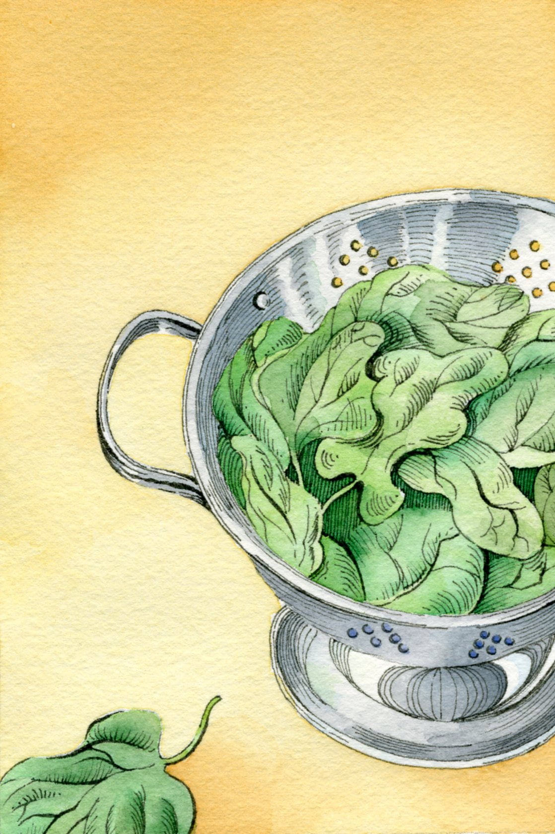 Spinach Seeds - Bloomsdale Long Standing - Sow True Seed