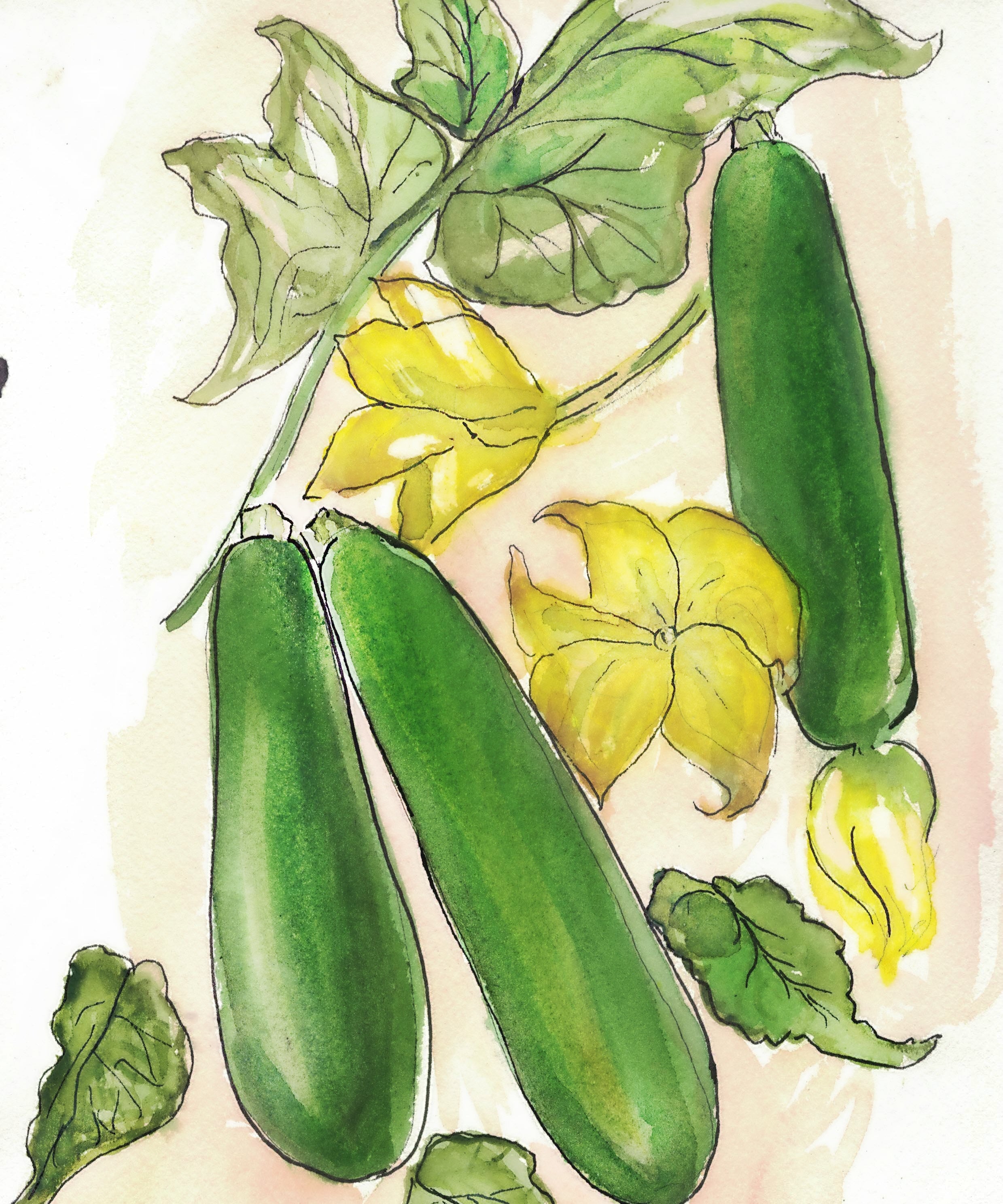 Summer Squash Seeds - Black Beauty Zucchini - Sow True Seed