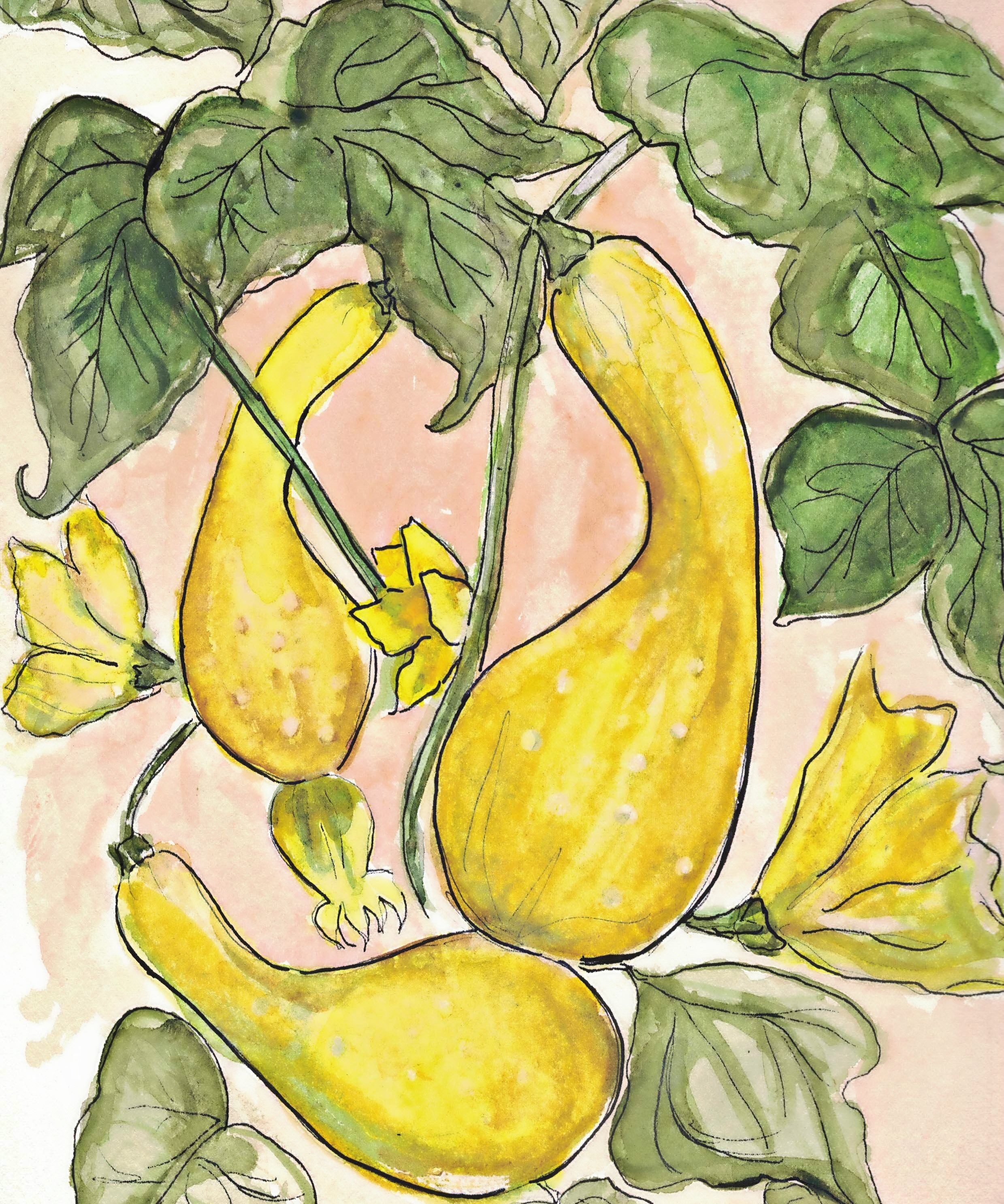 Summer Squash Seeds - Early Summer Crookneck, ORGANIC - Sow True Seed