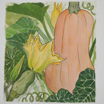 Winter Squash Seeds - South Anna Butternut, ORGANIC - Sow True Seed
