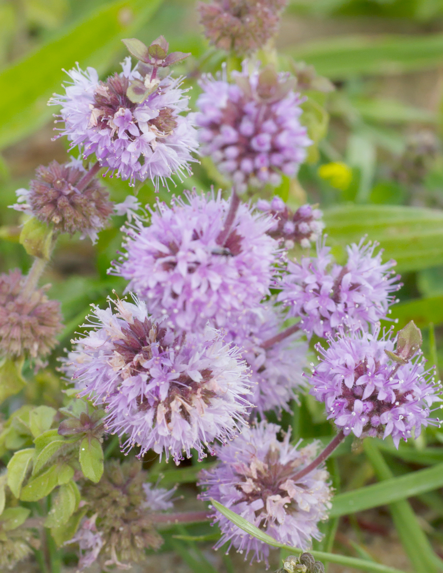 Pennyroyal Seeds - Sow True Seed