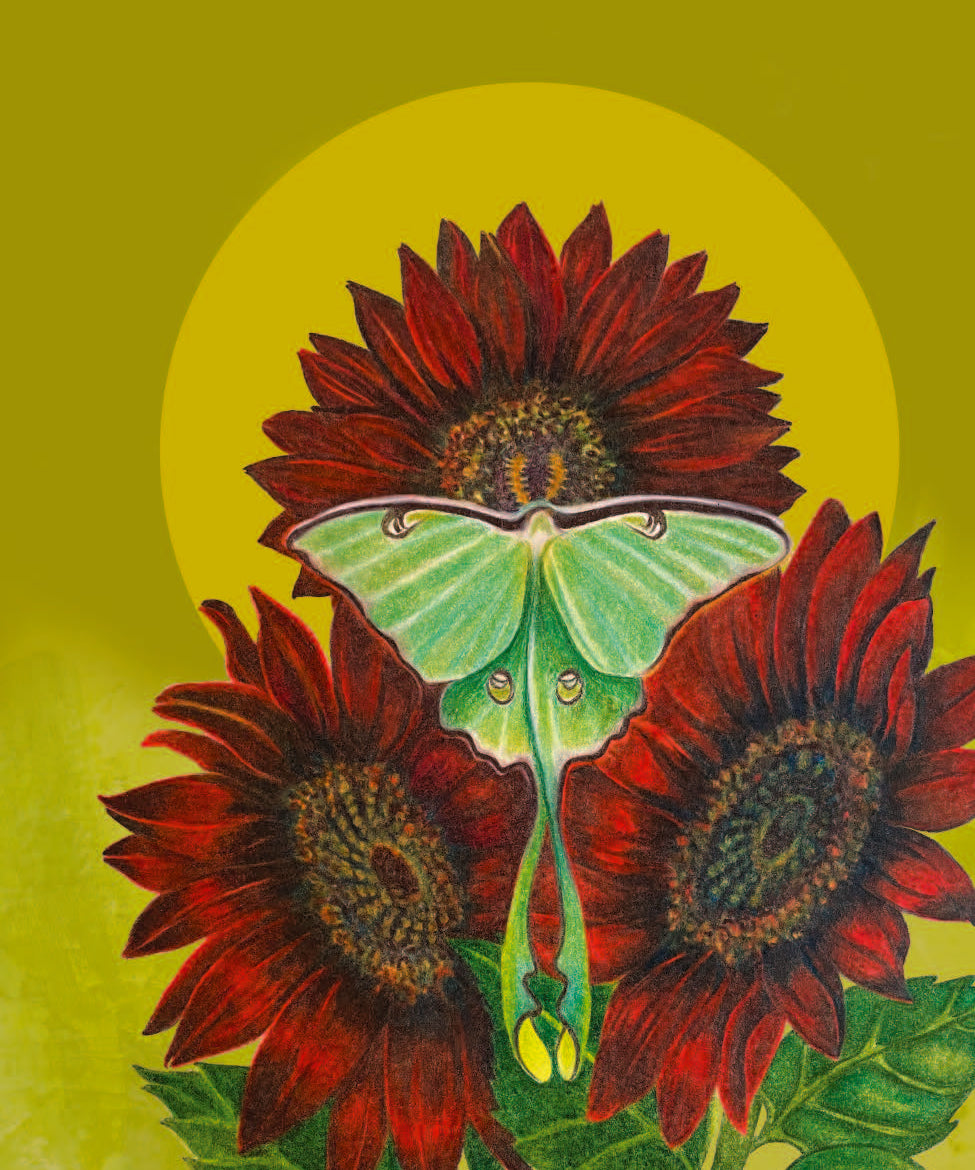 Sunflower Seeds - Chocolate Cherry - Sow True Seed