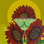 Sunflower Seeds - Chocolate Cherry - Sow True Seed