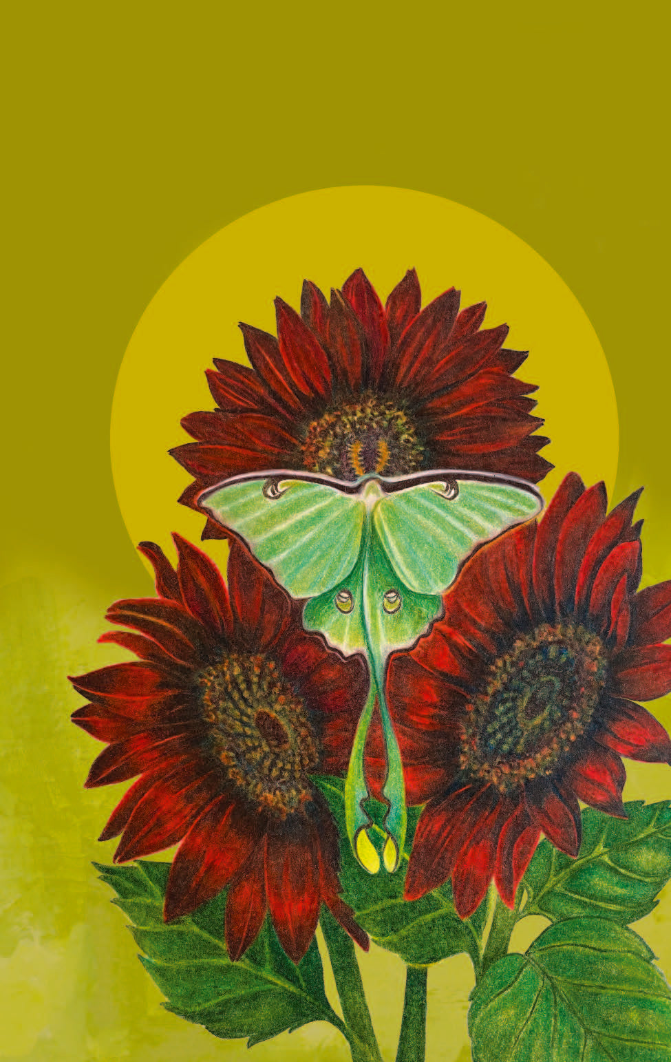 Sunflower Seeds - Chocolate Cherry - Sow True Seed
