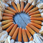 Dent Corn Seeds - Suwan-1 - Sow True Seed