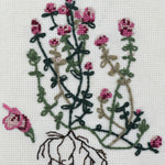 Thyme Seeds - English - Sow True Seed