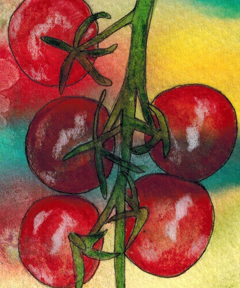 Cherry Tomato Seeds - Tiny Tim - Sow True Seed