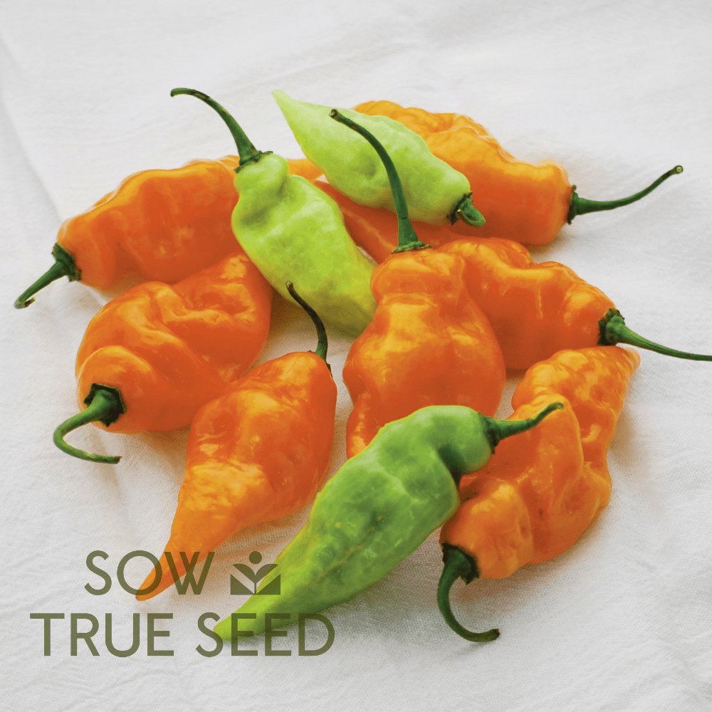 Sweet Pepper Seeds - Habanada - Sow True Seed