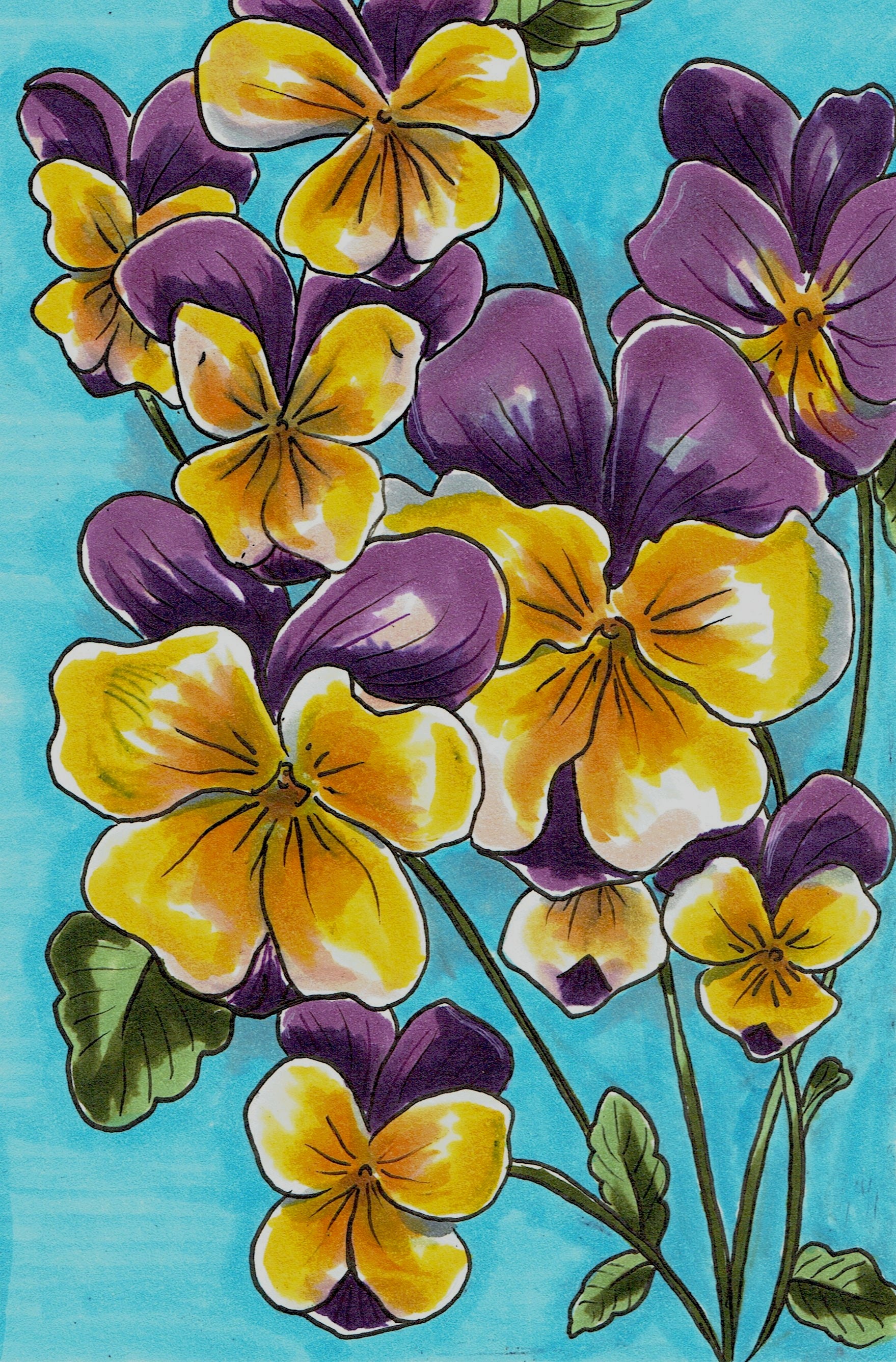 Viola Seeds - Johnny Jump-up - Sow True Seed