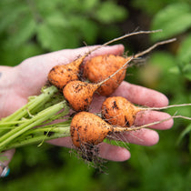Carrot Seeds - Parisian - Sow True Seed