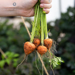 Carrot Seeds - Parisian - Sow True Seed