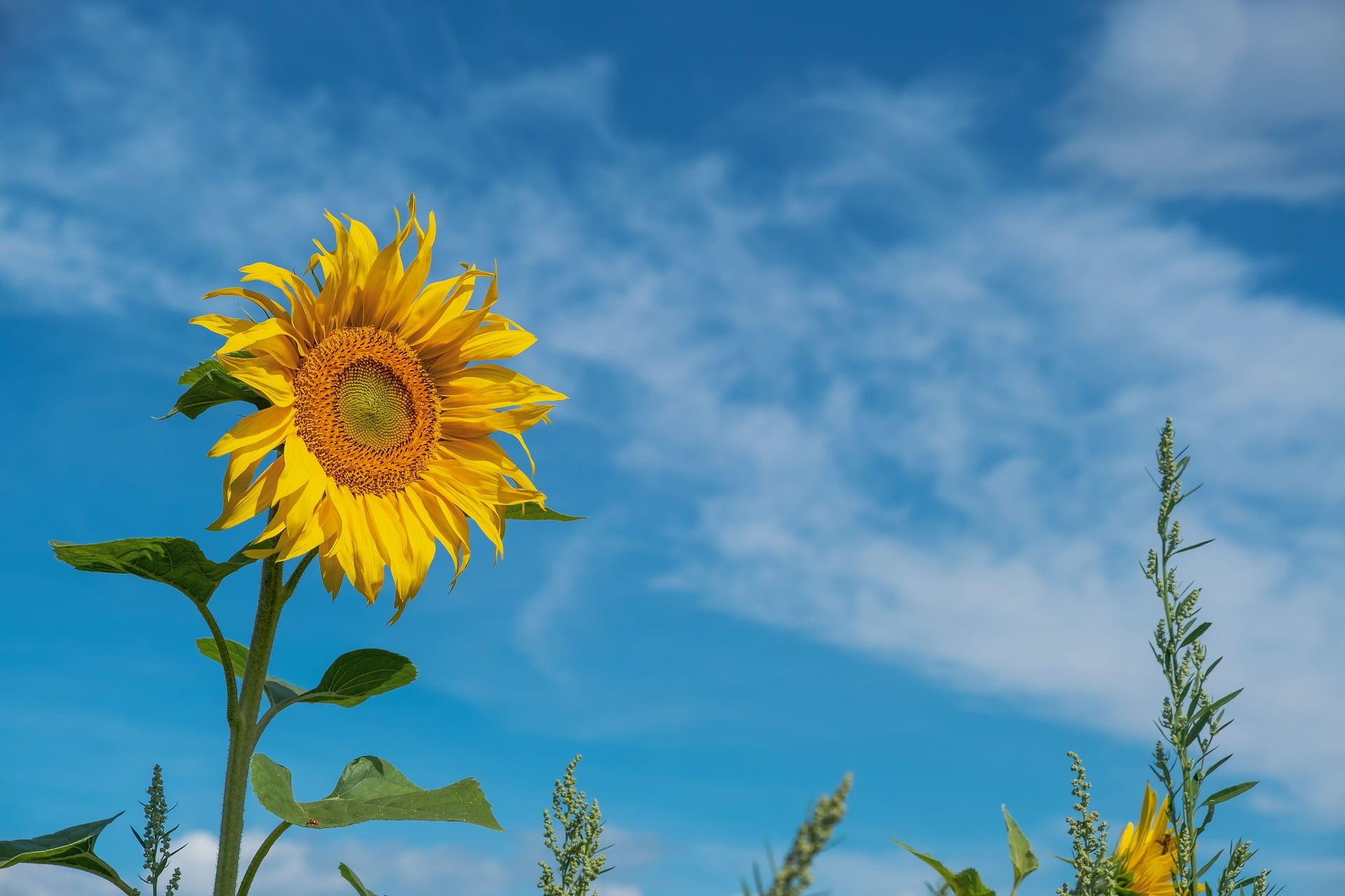 Sunflower Seeds - Mammoth Grey Stripe - Sow True Seed
