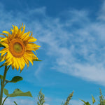 Sunflower Seeds - Mammoth Grey Stripe - Sow True Seed