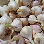 Garlic Sampler - Sow True Seed