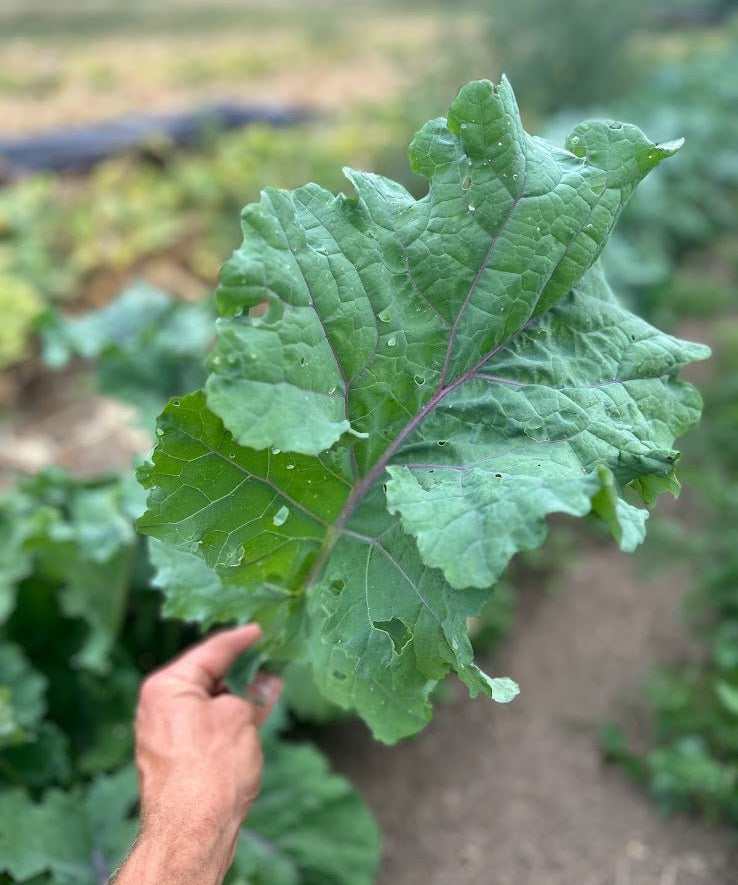 Kale Seeds - Willem’s Blue Groninger, ORGANIC - Sow True Seed