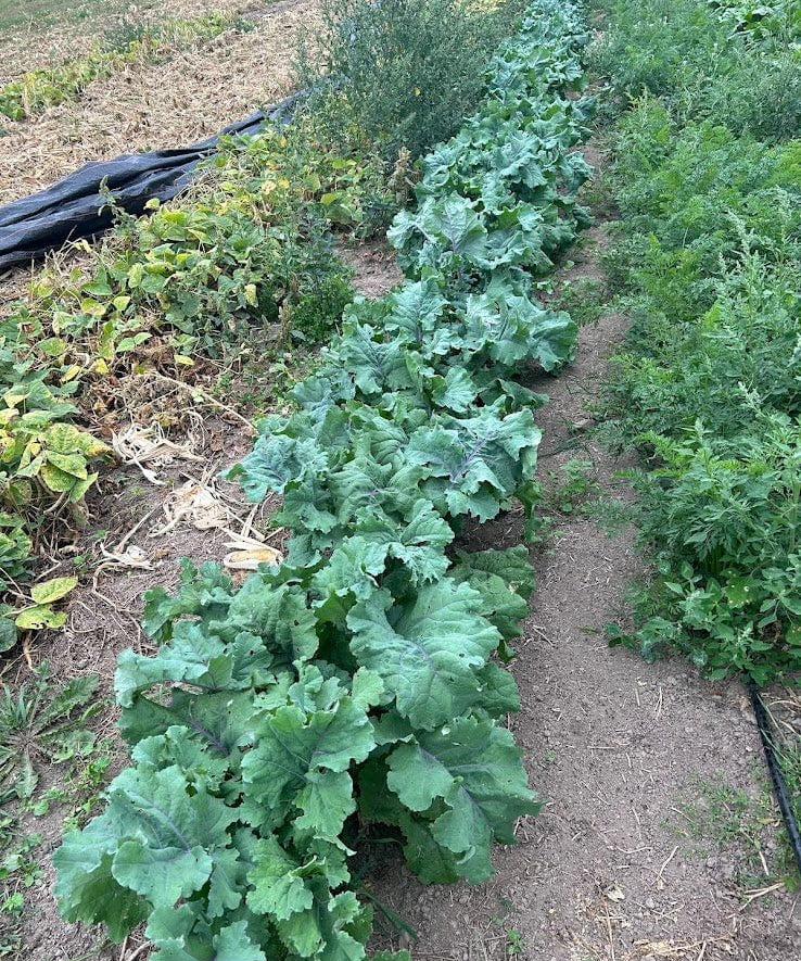 Kale Seeds - Willem’s Blue Groninger, ORGANIC - Sow True Seed