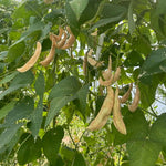 Lima Bean Seeds - Dr. Martin - Sow True Seed