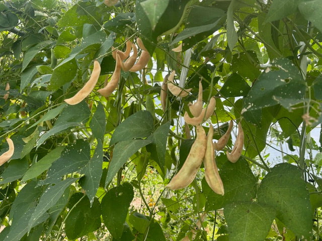 Lima Bean Seeds - Dr. Martin - Sow True Seed