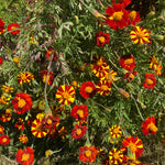 Marigold Seeds - Pinwheel - Sow True Seed
