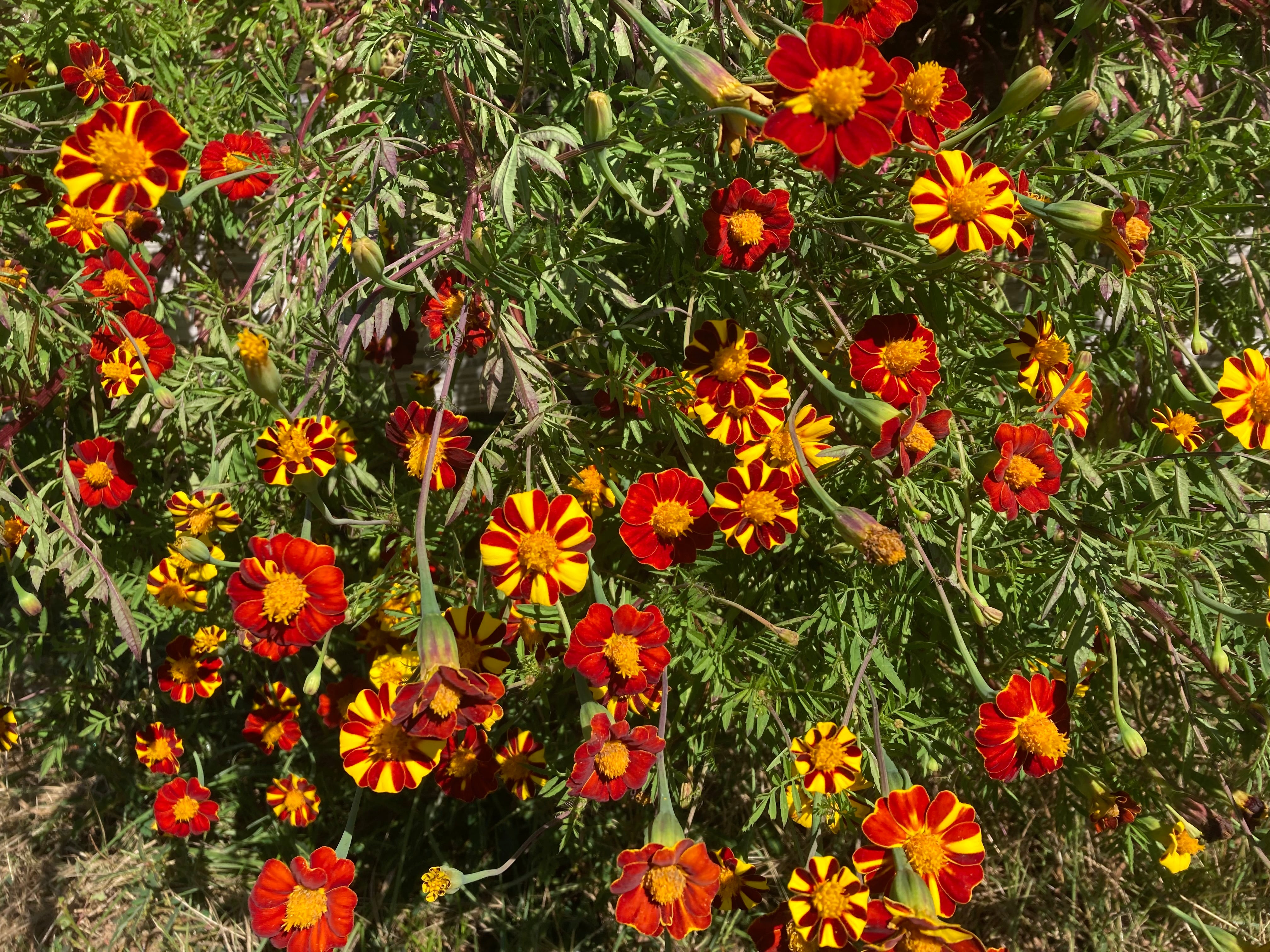 Marigold Seeds - Pinwheel - Sow True Seed