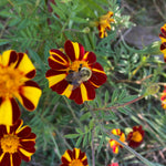 Marigold Seeds - Pinwheel - Sow True Seed