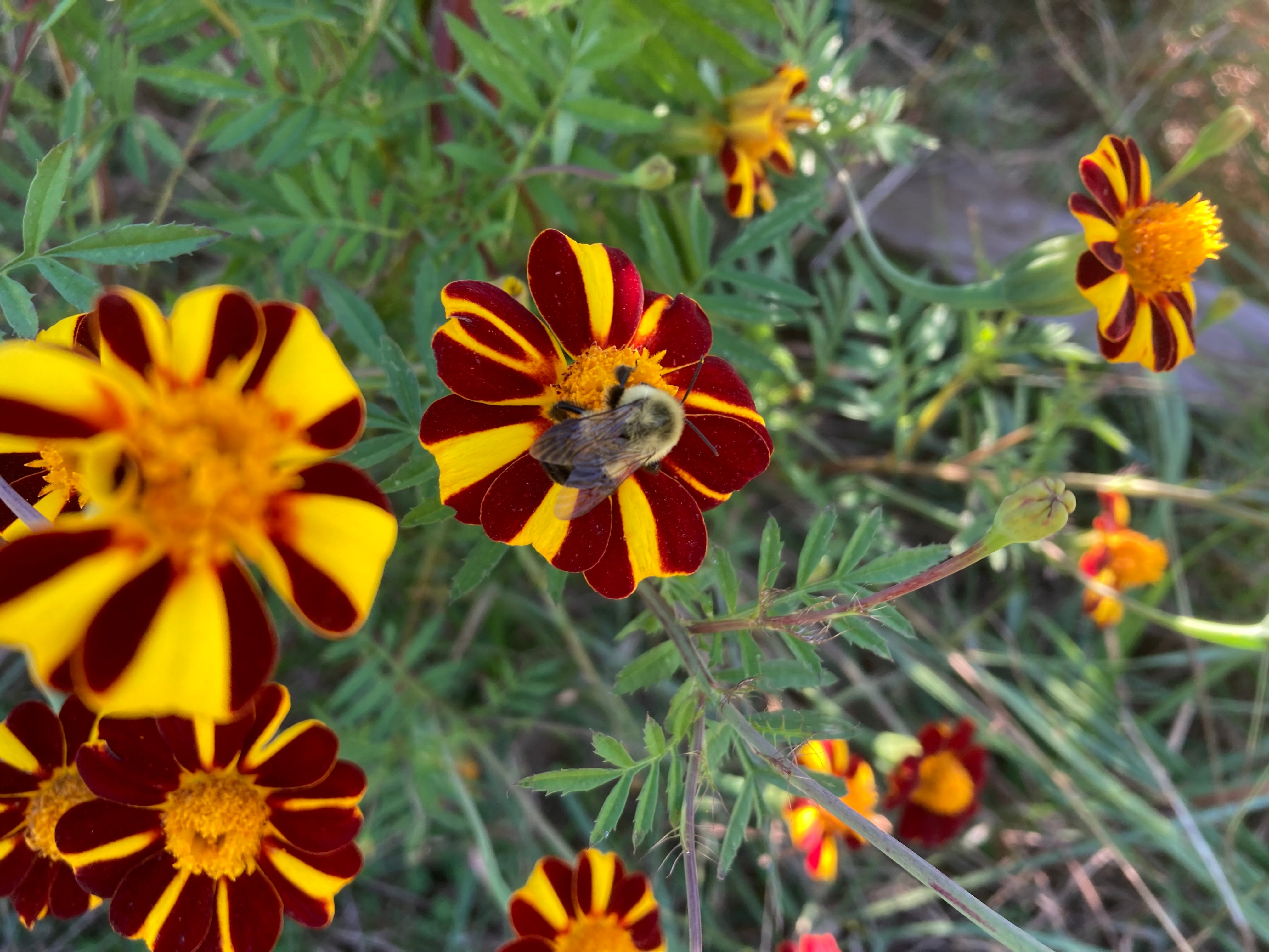 Marigold Seeds - Pinwheel - Sow True Seed