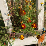 Marigold Seeds - Pinwheel - Sow True Seed