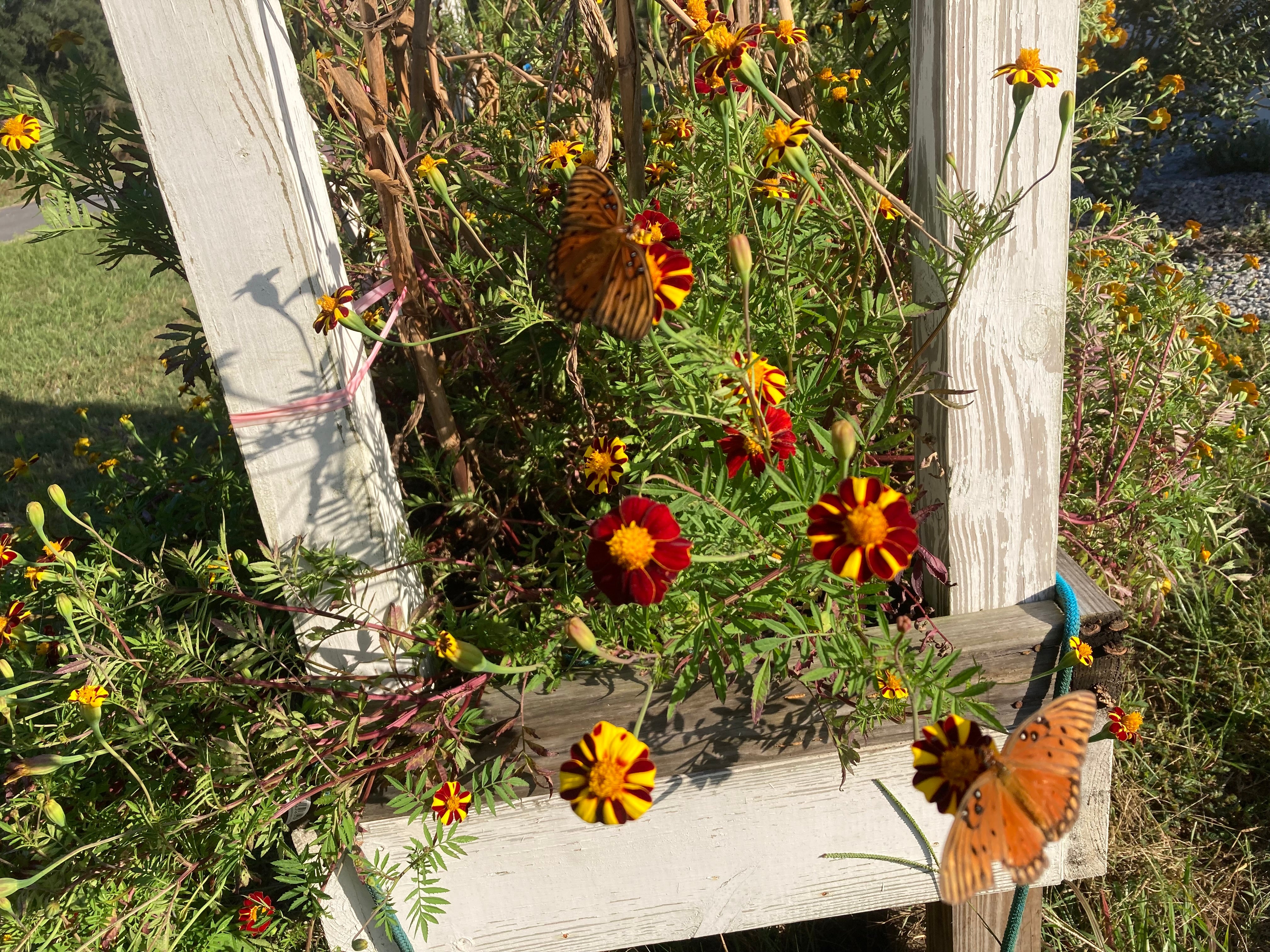 Marigold Seeds - Pinwheel - Sow True Seed