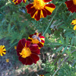 Marigold Seeds - Pinwheel - Sow True Seed