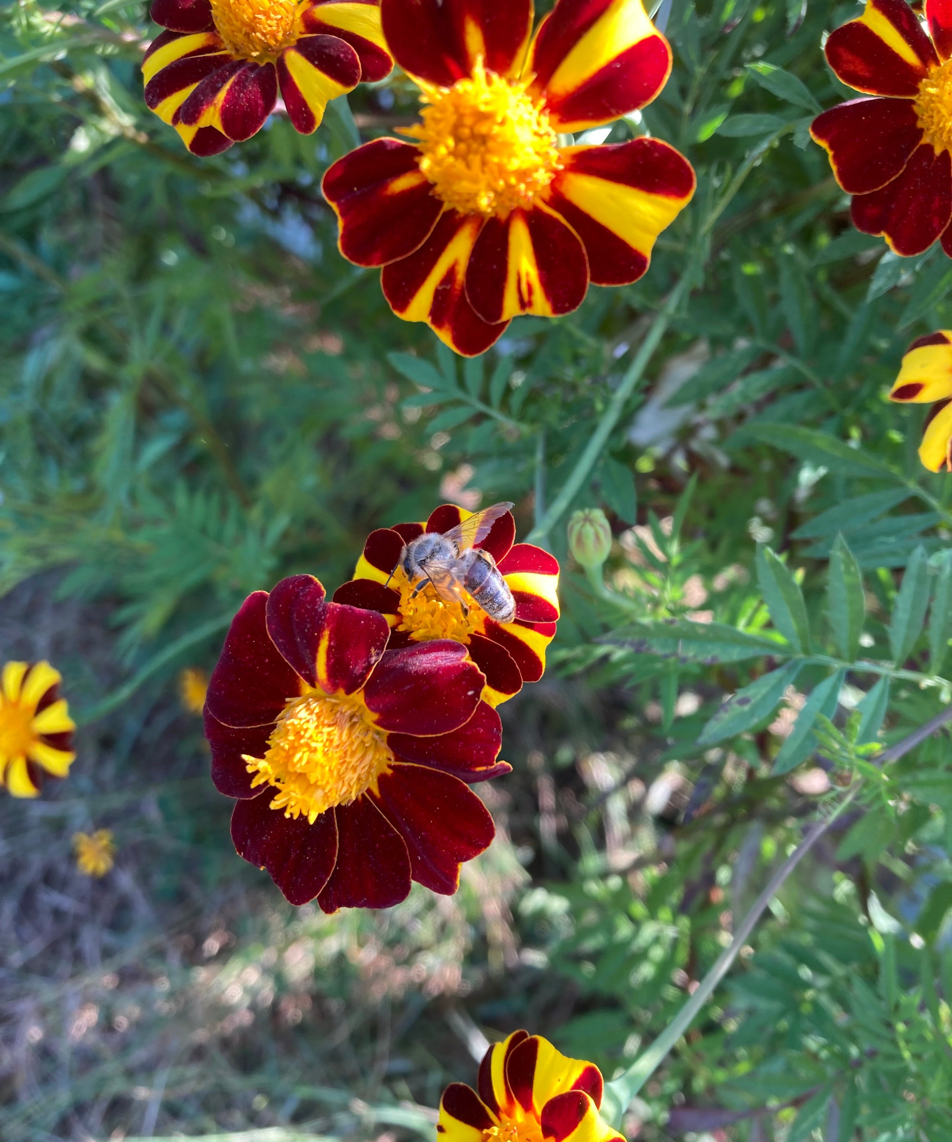 Marigold Seeds - Pinwheel - Sow True Seed