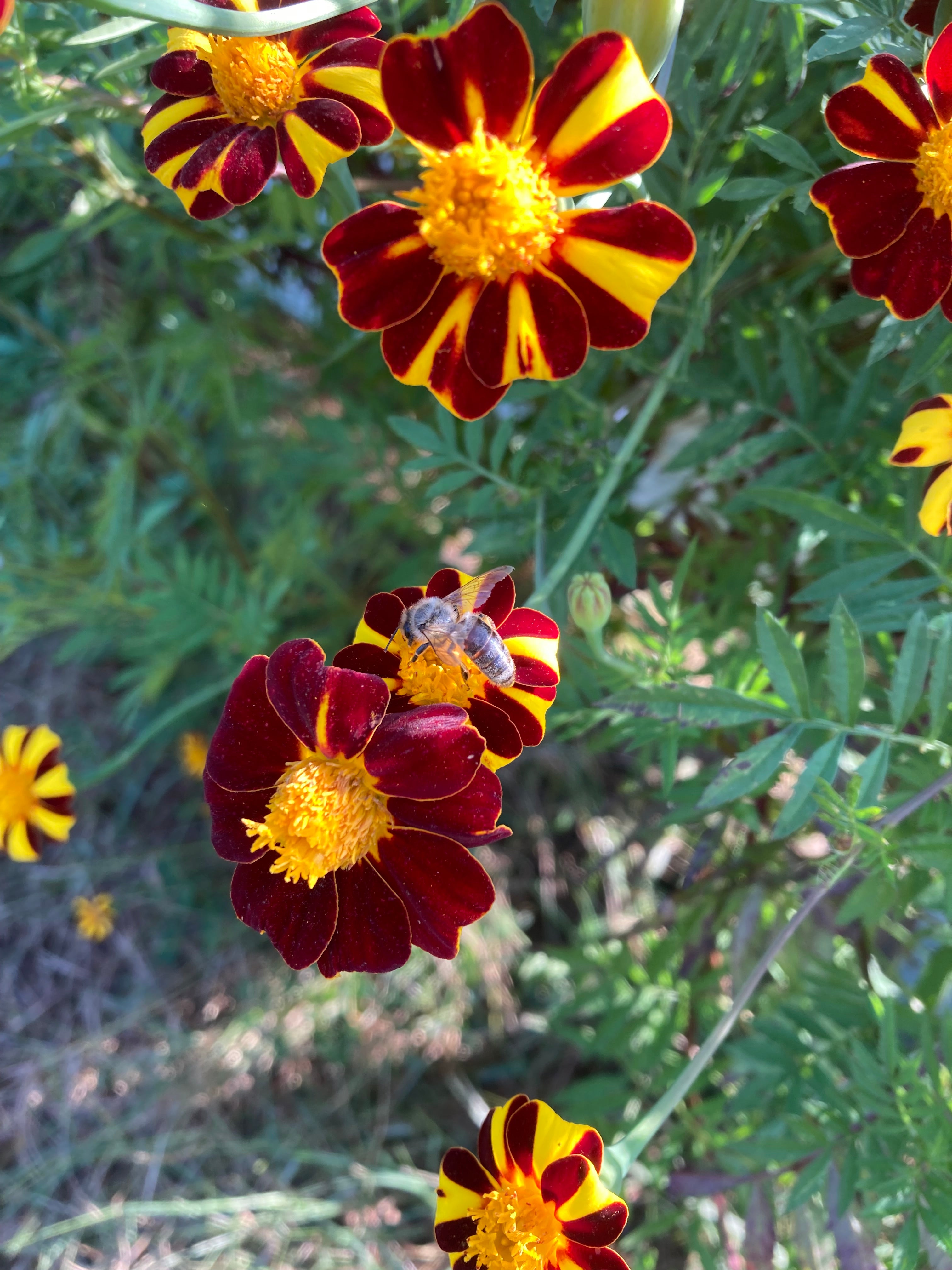 Marigold Seeds - Pinwheel - Sow True Seed