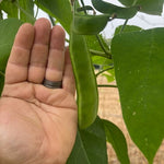 Lima Bean Seeds - Dr. Martin - Sow True Seed