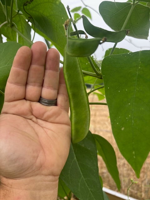 Lima Bean Seeds - Dr. Martin - Sow True Seed
