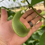Lima Bean Seeds - Dr. Martin - Sow True Seed