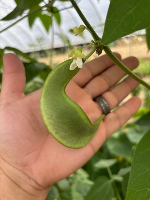 Lima Bean Seeds - Dr. Martin - Sow True Seed