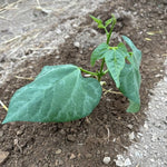 Lima Bean Seeds - Dr. Martin - Sow True Seed