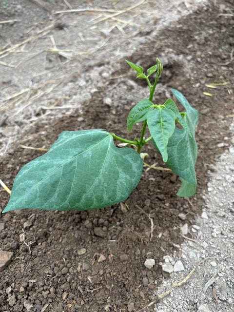 Lima Bean Seeds - Dr. Martin - Sow True Seed