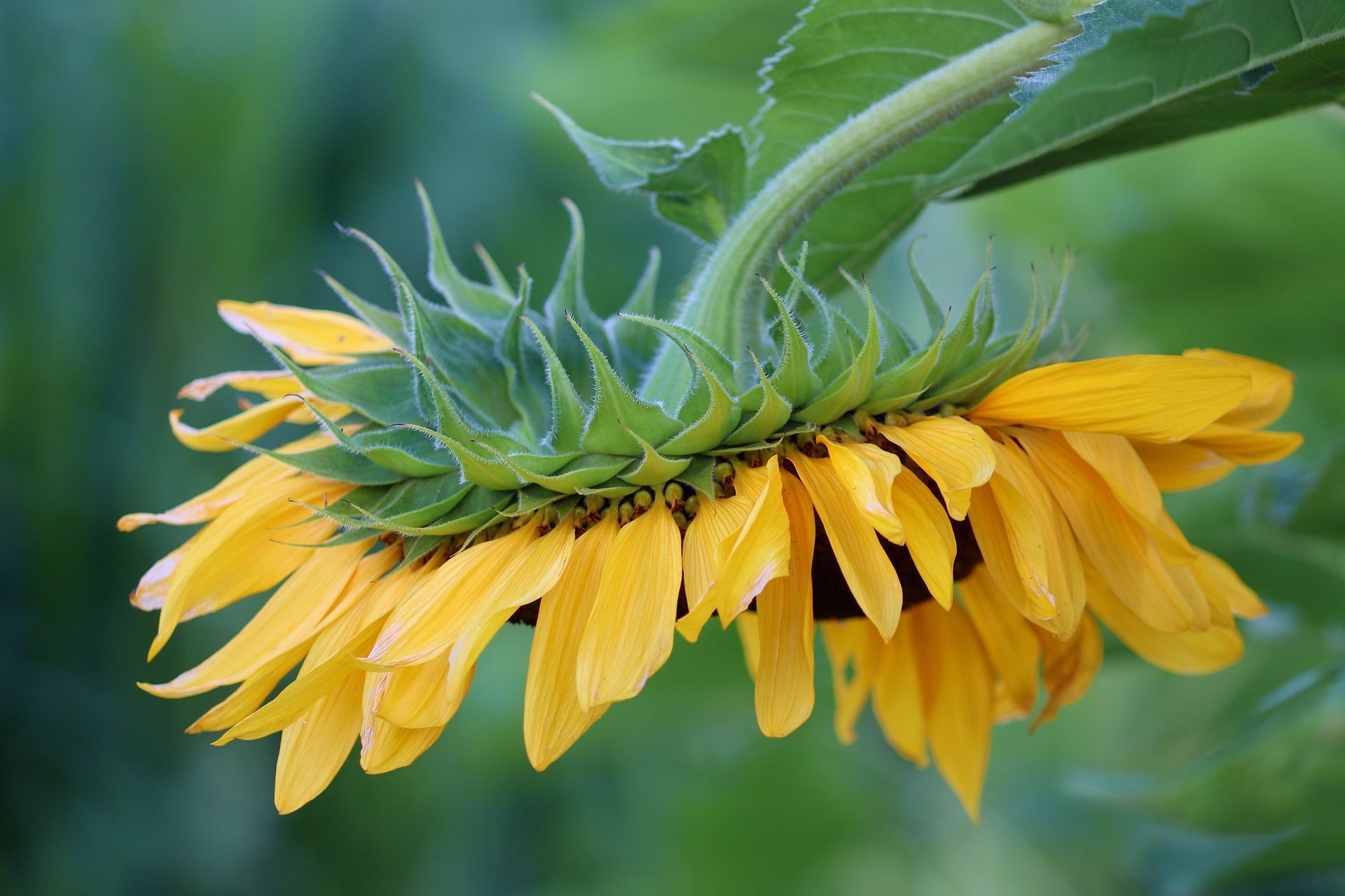 Sunflower Seeds - Mammoth Grey Stripe - Sow True Seed