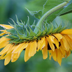Sunflower Seeds - Mammoth Grey Stripe - Sow True Seed