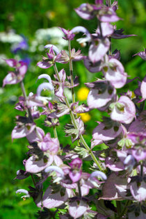 Clary Sage Seeds - Sow True Seed