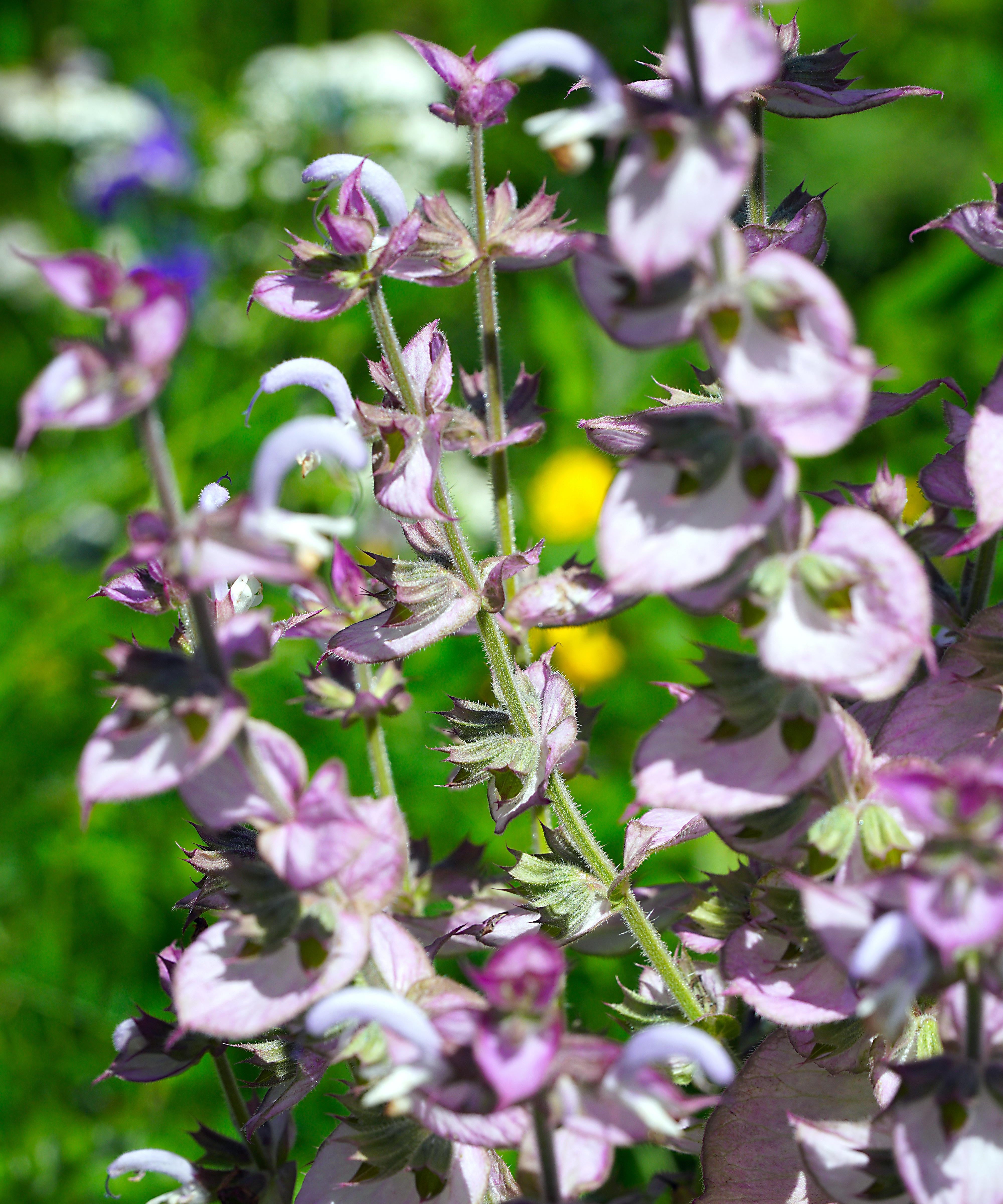 Clary Sage Seeds - Sow True Seed