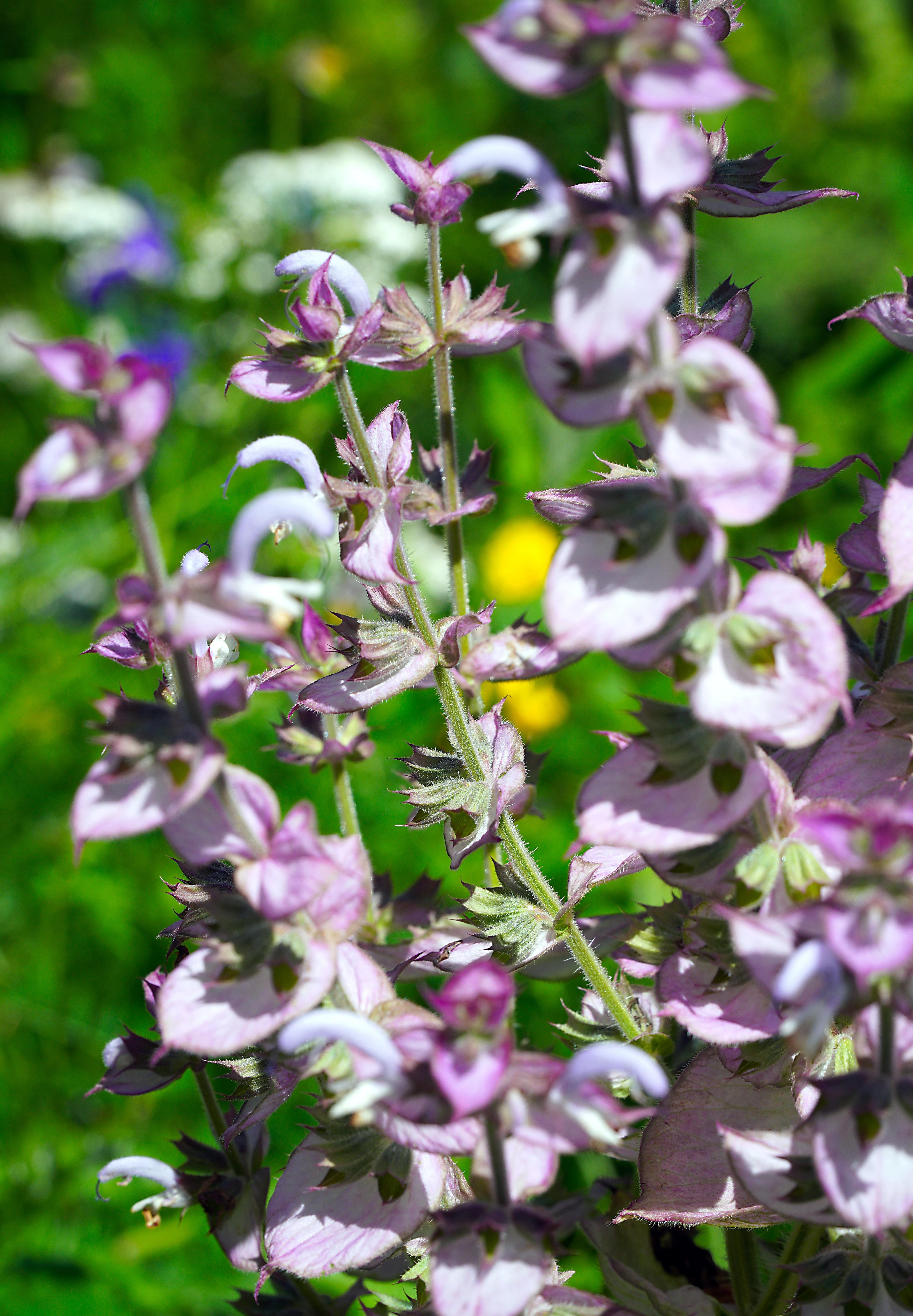 Clary Sage Seeds - Sow True Seed