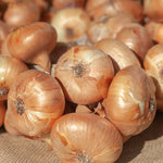 Borettana Cipollini Onion Starts - Sow True Seed
