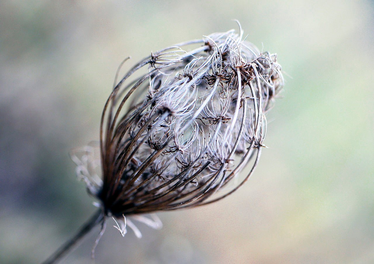 IN PERSON CLASS: Seed Saving Basics - Sow True Seed