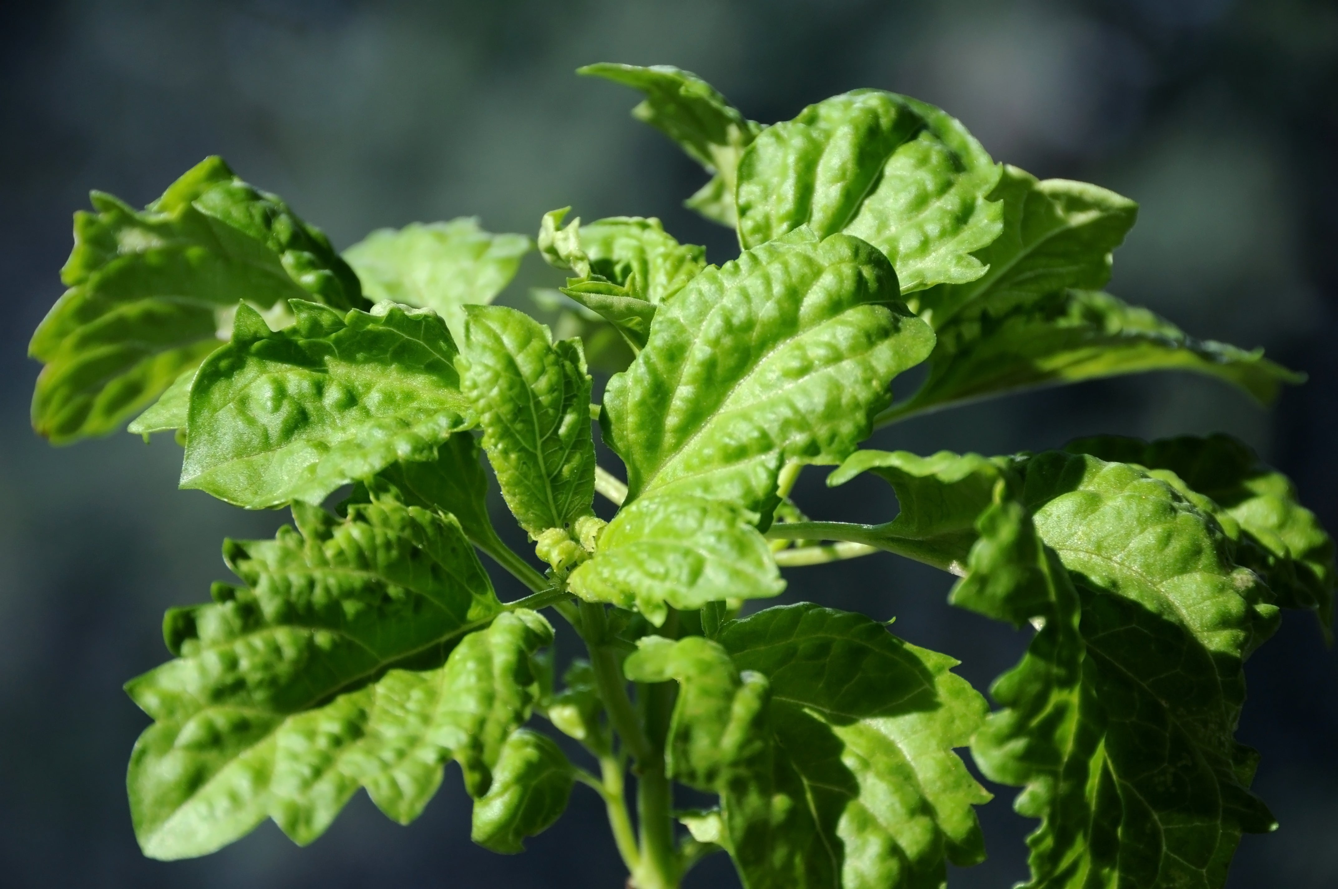Basil Seeds - Lettuce Leaf - Sow True Seed