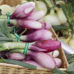 Onion Seeds - Red Long of Tropea - Sow True Seed