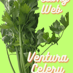 Celery Seeds - Living Web Farms Ventura - Sow True Seed
